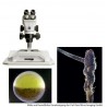 Microscope MBL2000 (40 x 1000x)