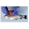 Testeur de fraîcheur pour poissons Distell