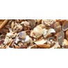 Sable de corail