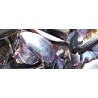 Coquilles de moules