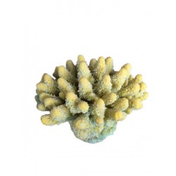 Petit corail