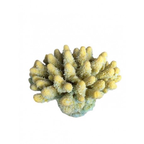 Petit corail