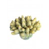 Petit corail
