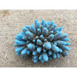 Corail moyen Acropora