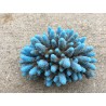 Petit corail