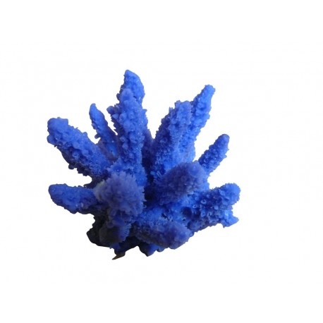 Petit corail