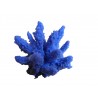 Petit corail