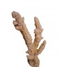 Petite branche Acropora