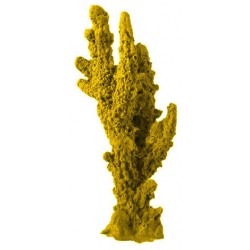 Petit corail