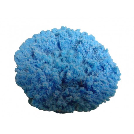 Petit corail