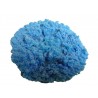 Petit corail plat