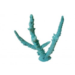 Corail branche Acropora