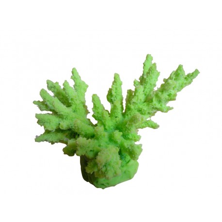 Petit corail