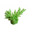 Petit corail Acropora