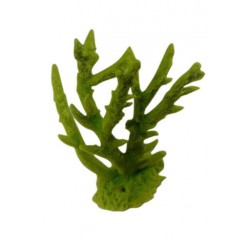 Petit corail