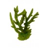 Petit corail