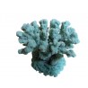 Petit corail