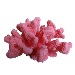 Petit corail
