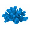 Corail moyen cauliflower acropora