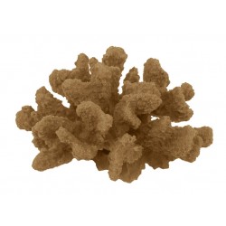 Corail moyen cauliflower acropora