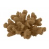 Corail moyen cauliflower acropora
