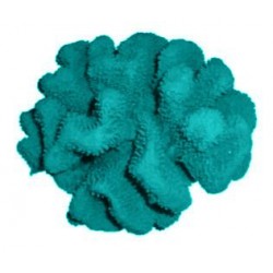 Corail moyen cauliflower acropora