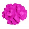 Petit corail