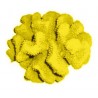 Corail moyen cauliflower acropora