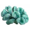 Corail moyen cauliflower acropora