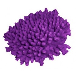 Petit corail