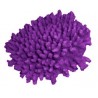 Petit corail
