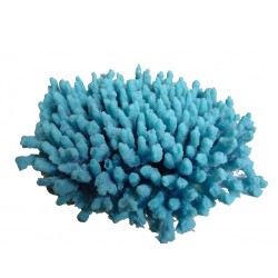 Corail moyen Acropora Cytherea