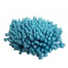 Petit corail