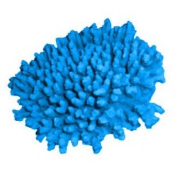 Corail moyen Acropora Cytherea