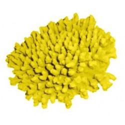Corail moyen Acropora Cytherea