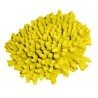 Petit corail