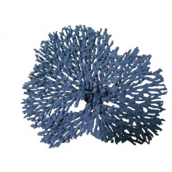 Grand corail cauliflower acropora