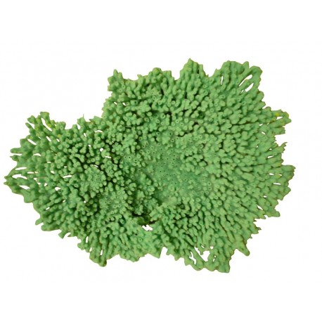 Petit corail