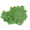 Petit corail