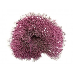 Petit corail
