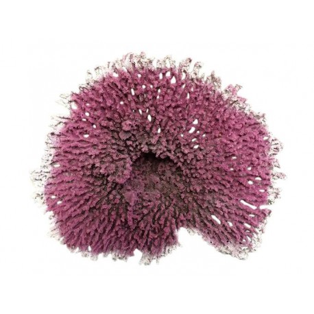 Petit corail