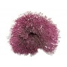 Petit corail