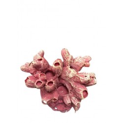 Petit corail