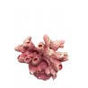 Petit corail