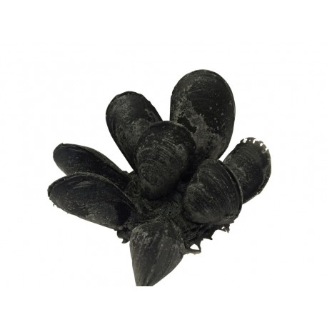 Moules artificiels