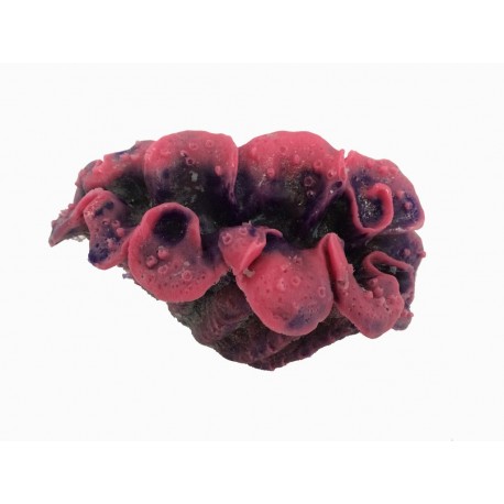 Tridacna artificiels