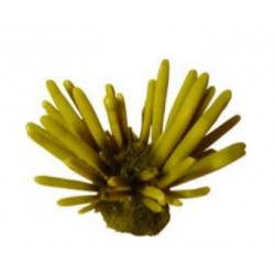 Petit corail