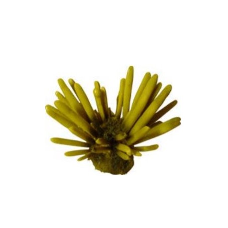 Petit corail