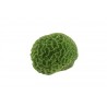 Petit corail