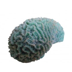 Petit corail